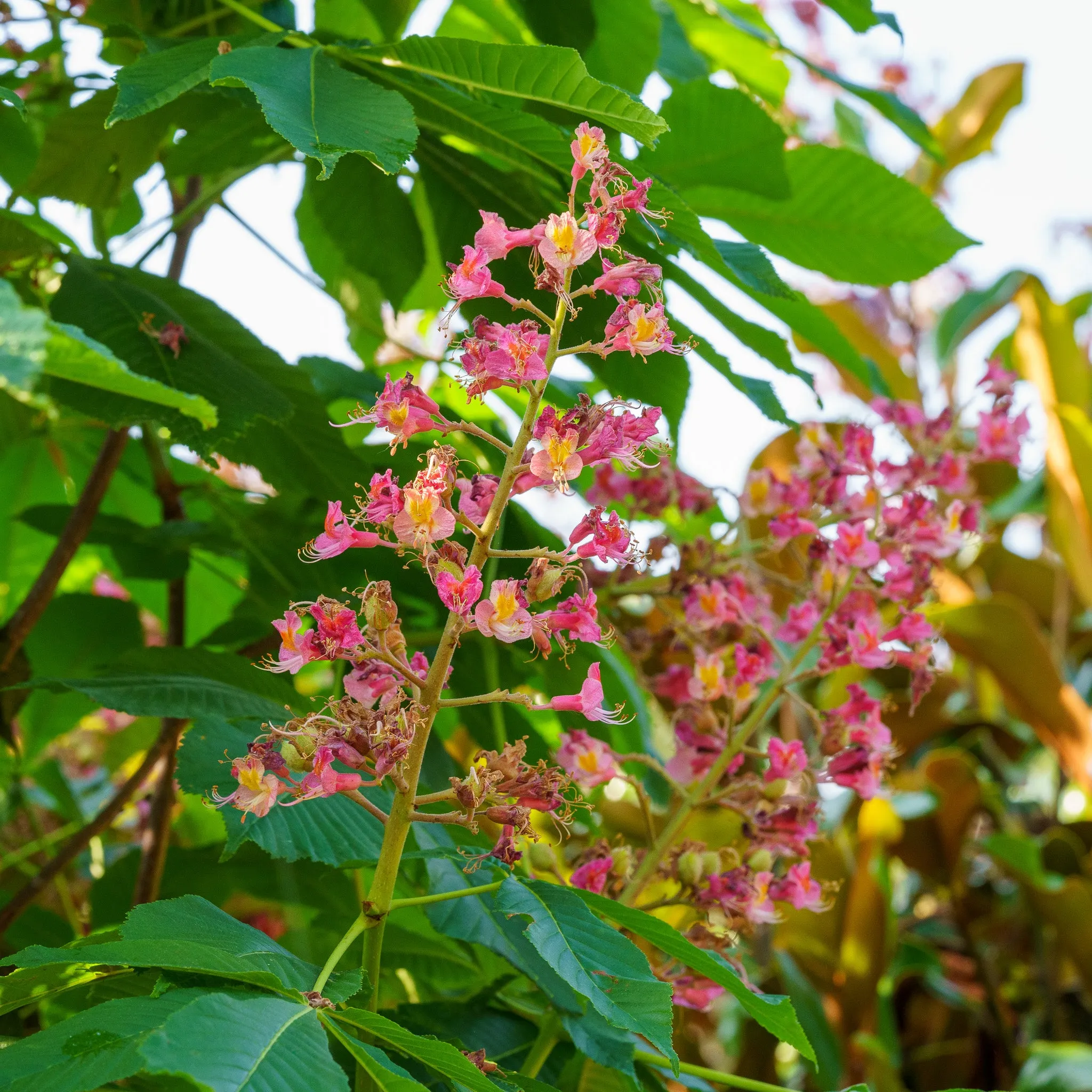 Fort Mcnair Red Horse Chestnut