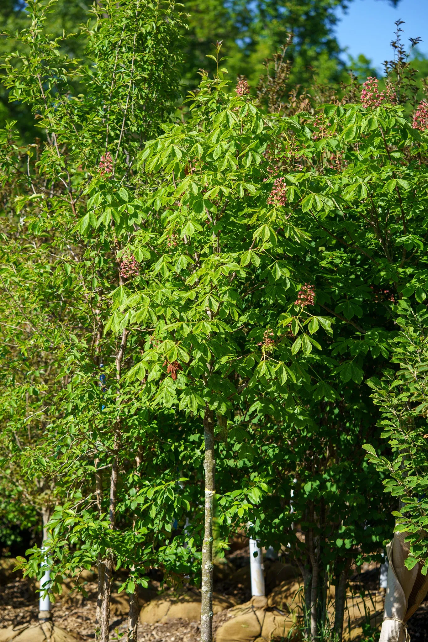 Fort Mcnair Red Horse Chestnut