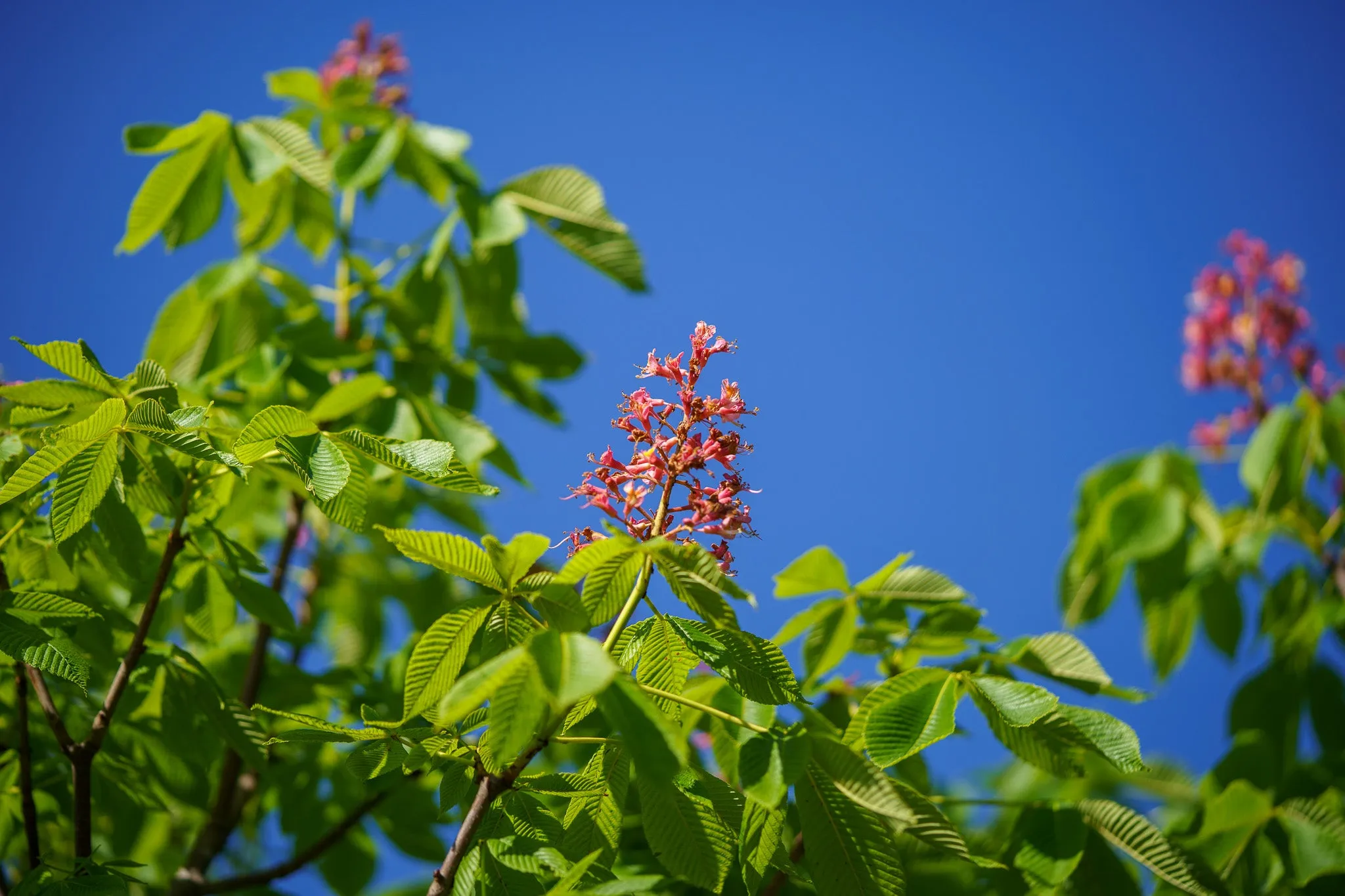 Fort Mcnair Red Horse Chestnut