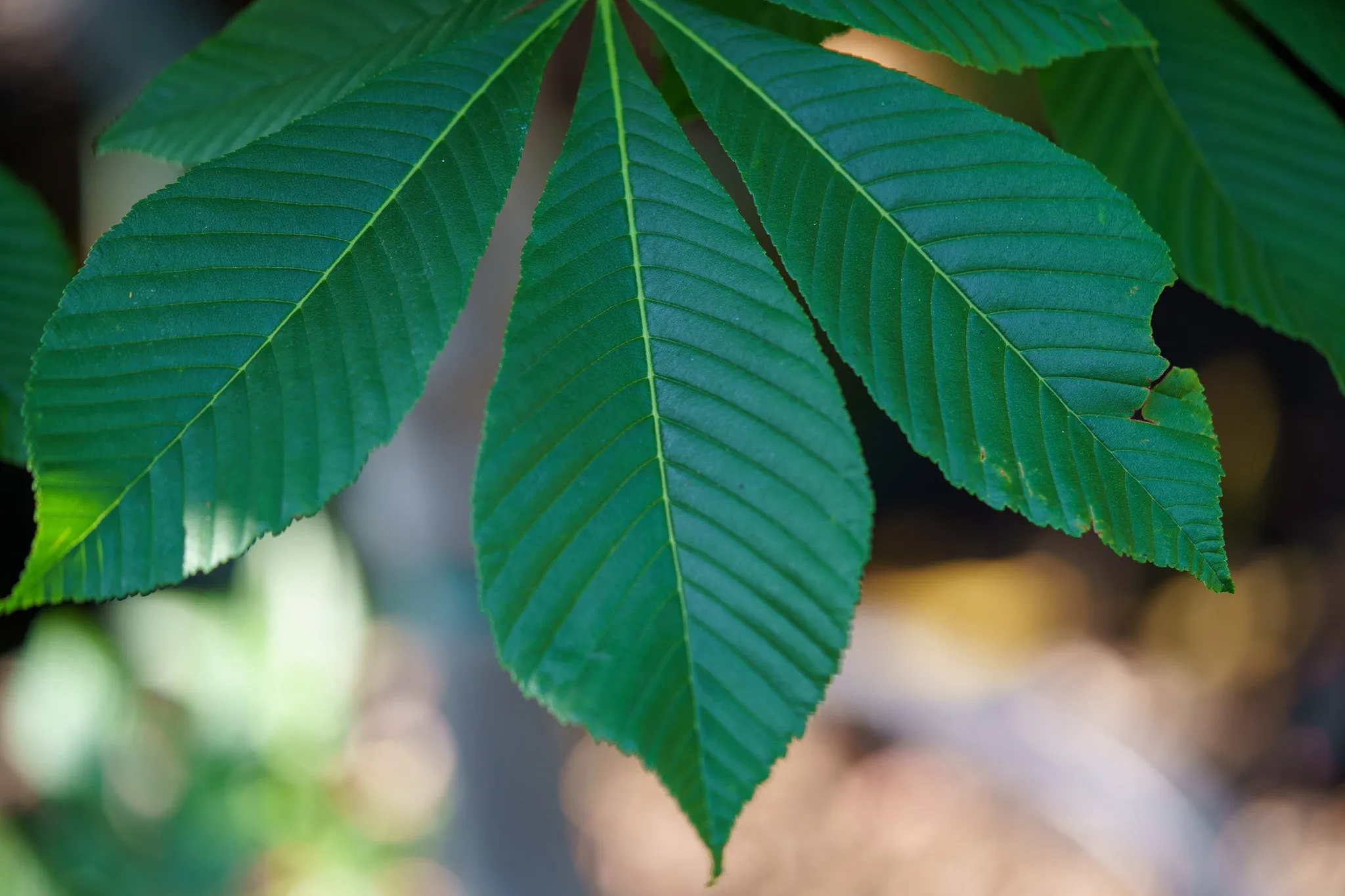 Fort Mcnair Red Horse Chestnut