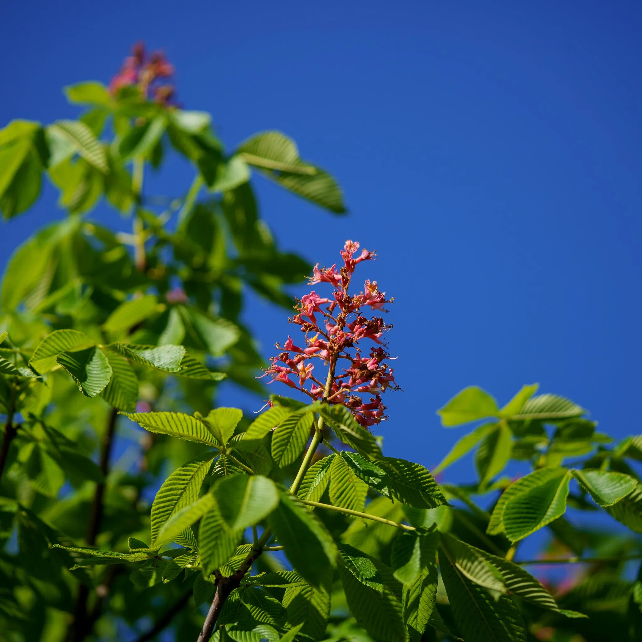 Fort Mcnair Red Horse Chestnut