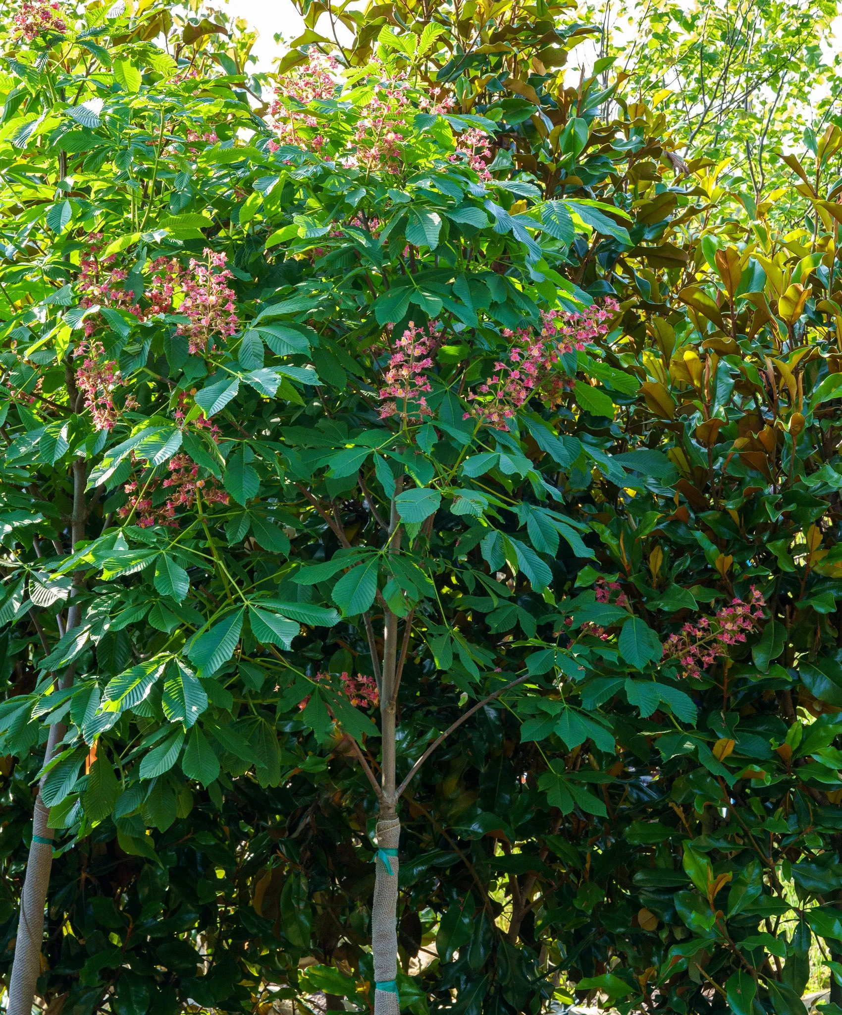 Fort Mcnair Red Horse Chestnut